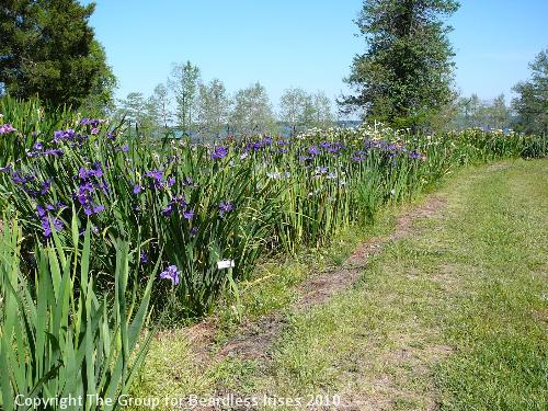 Iris view (2) 